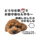 関西弁で犬の気持ち。（笑）トイプードル（個別スタンプ：14）