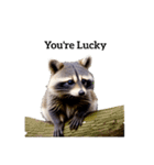 アライグマ raccoon2（個別スタンプ：36）