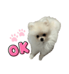 ポメもこちゃん（個別スタンプ：3）