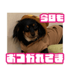 りんだのわんこ（個別スタンプ：2）