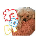 りんだのわんこ（個別スタンプ：3）