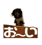 りんだのわんこ（個別スタンプ：5）