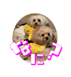 りんだのわんこ（個別スタンプ：6）