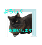 黒猫 ルナ院長116にゃんめ（個別スタンプ：7）