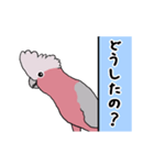 動く♪モモイロインコ（個別スタンプ：7）