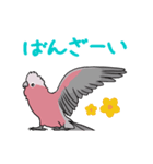 動く♪モモイロインコ（個別スタンプ：8）