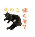 黒猫あんこさんの日常会話スタンプ。（個別スタンプ：5）