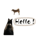 黒猫あんこさんの日常会話スタンプ。（個別スタンプ：6）