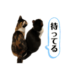 ツナマヨの日常生活（個別スタンプ：11）