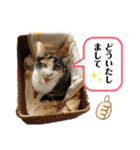 ツナマヨの日常生活（個別スタンプ：24）