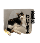 ツナマヨの日常生活（個別スタンプ：25）