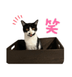 ツナマヨの日常生活（個別スタンプ：31）