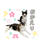 ツナマヨの日常生活（個別スタンプ：34）