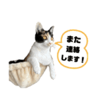 ツナマヨの日常生活（個別スタンプ：35）