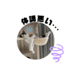 ツナマヨの日常生活（個別スタンプ：36）
