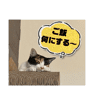 ツナマヨの日常生活（個別スタンプ：37）