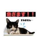 ツナマヨの日常生活（個別スタンプ：38）