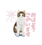 うちの猫(コ)みつけた♪ていねいなスタンプ（個別スタンプ：1）