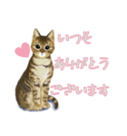 うちの猫(コ)みつけた♪ていねいなスタンプ（個別スタンプ：7）