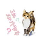 うちの猫(コ)みつけた♪ていねいなスタンプ（個別スタンプ：10）