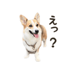 PONZ 5th コーギーぽんずのスタンプ -Rev-（個別スタンプ：10）