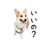 PONZ 5th コーギーぽんずのスタンプ -Rev-（個別スタンプ：11）