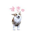 PONZ 5th コーギーぽんずのスタンプ -Rev-（個別スタンプ：13）
