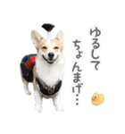 PONZ 5th コーギーぽんずのスタンプ -Rev-（個別スタンプ：17）