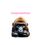 ゴリラ gorilla（個別スタンプ：4）