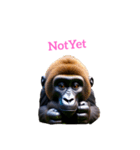 ゴリラ gorilla（個別スタンプ：24）