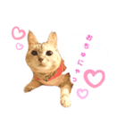おちゃれキャットみるちゃん（個別スタンプ：1）