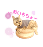 おちゃれキャットみるちゃん（個別スタンプ：3）