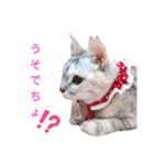 おちゃれキャットみるちゃん（個別スタンプ：5）