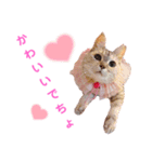 おちゃれキャットみるちゃん（個別スタンプ：6）