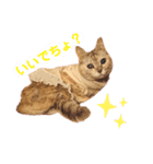 おちゃれキャットみるちゃん（個別スタンプ：7）