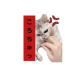 おちゃれキャットみるちゃん（個別スタンプ：8）