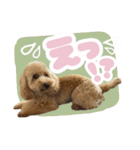 トイプードルのCAB（個別スタンプ：5）