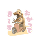 トイプードルのCAB（個別スタンプ：12）