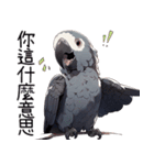 鸚鵡小灰（個別スタンプ：11）