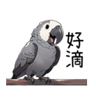 鸚鵡小灰（個別スタンプ：21）