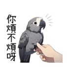 鸚鵡小灰（個別スタンプ：29）