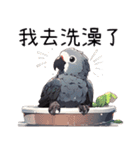 鸚鵡小灰（個別スタンプ：31）