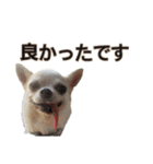 ちわわのくーちゃんスタンプversion1（個別スタンプ：3）