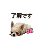 ちわわのくーちゃんスタンプversion1（個別スタンプ：5）