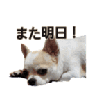ちわわのくーちゃんスタンプversion1（個別スタンプ：8）