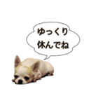 ちわわのくーちゃんスタンプversion1（個別スタンプ：10）