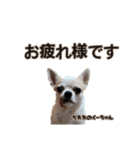 ちわわのくーちゃんスタンプversion1（個別スタンプ：11）