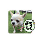 ちわわのくーちゃんスタンプversion1（個別スタンプ：12）