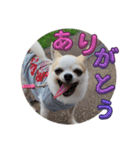 ちわわのくーちゃんスタンプversion1（個別スタンプ：13）