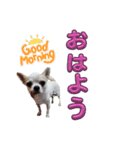 ちわわのくーちゃんスタンプversion1（個別スタンプ：15）
